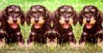 128 Dogs - 4-ply - sniff - Mauritius Images -Taschentuch